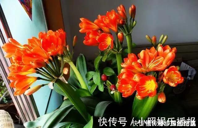 黄豆水黄豆|为什么你养的君子兰始终不开花？问题出在浇水上，四种水轻松化解
