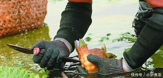 好好|人称“水中人参”,长得像“鸡头”,若见到,记得好好品尝