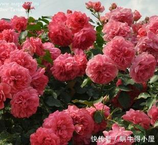 王妃|4种耐热耐晒的经典月季,可藤可灌,多季节有花赏,值得拥有