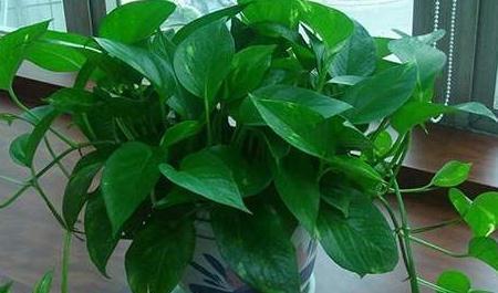 3种花号称空气净化器,冬季室内养几盆,空气清新家人舒心