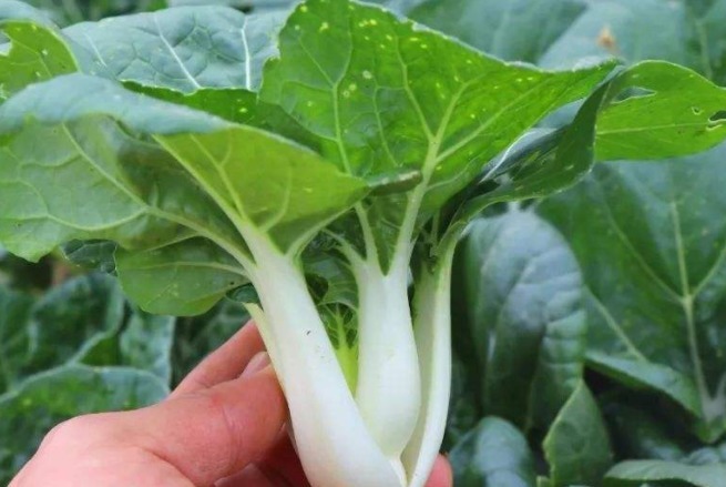 阳台种上5种火锅菜，随吃随摘，方便又新鲜！