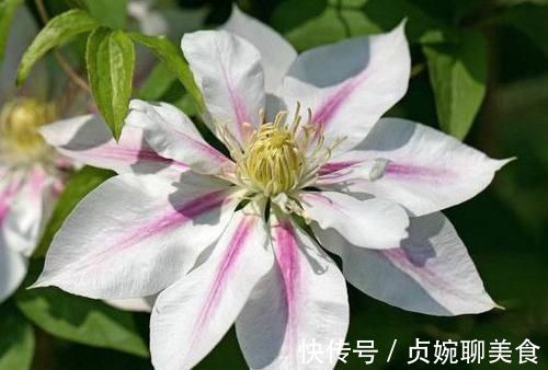 养花不如养这几款花，好养还爱开花，鲜艳漂亮，花开枝繁叶茂