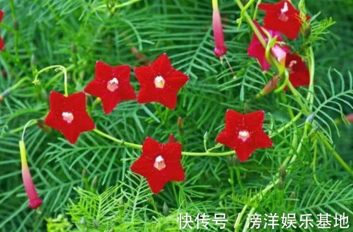 鲜艳|4种花号称开花机器,好养易打理,花色柔美颜值高