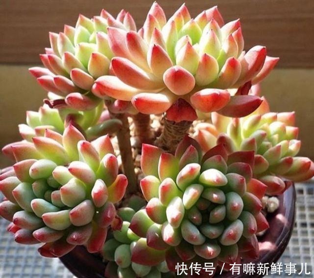 烂根|多肉半死不活,浇水也不行教你3招,吹气般的胖起来!