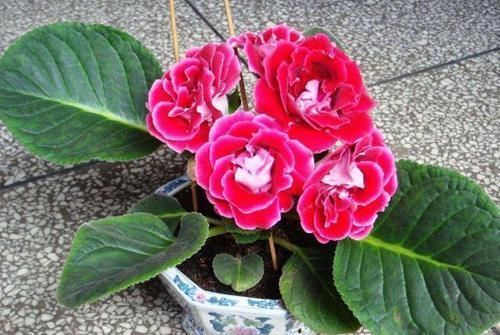 壮叶|用啤酒养花,按照4步操作,盆栽根壮叶绿长势旺,植物花多色艳