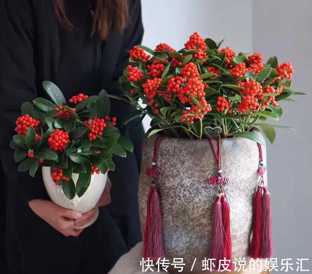 冬天花市“猫腻”多,5种“激素花”,多好看也别买,白白浪费钱