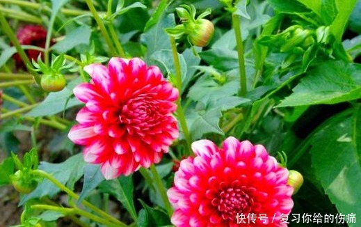 养一盆，爆一盆，养这几种花，无需操心