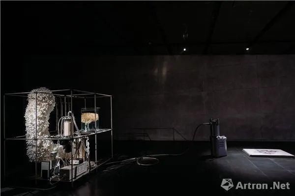 生命|张尕:生命艺术是一种提示或警示