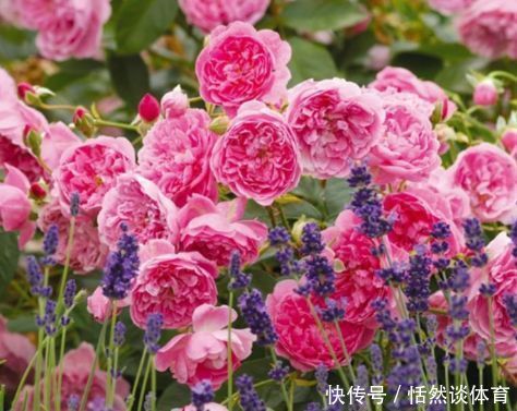 新手养花,不如养盆花中精品“哈洛卡尔”,似古典美女,清雅高尚