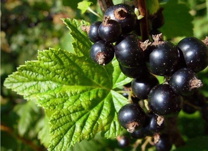 常吃|女性常吃此物,再贵也不要省,气血双补,面色红润了,眼睛也亮了