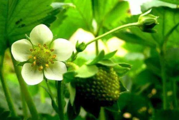 喜欢养花,不如养盆黄梅,开花色香俱全,花期还长,超美