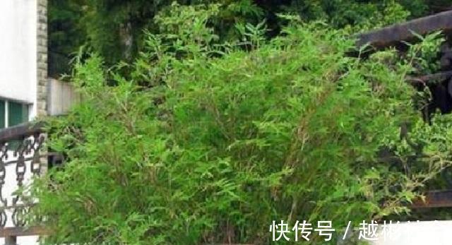 此竹最适合栽种在家,是顶级观赏盆景,做好3点,让它轻松长茁壮