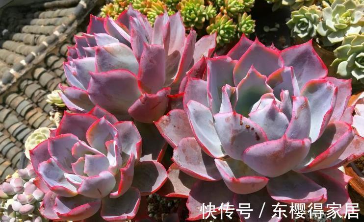 花友们|摸到“控养”多肉的门道,安全度夏,出状态全是小事