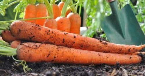 早好|吃完胡萝卜一小时内,禁忌碰此种食物,早知早好