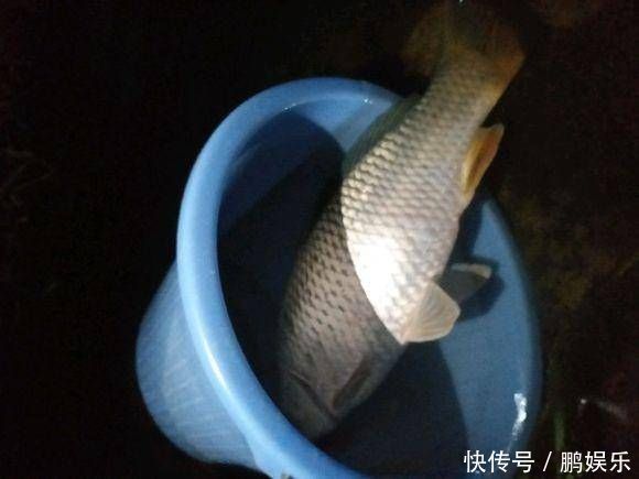 给大家分享一个饵料配方,昨天去试用,收获了两条野生大鲤鱼!