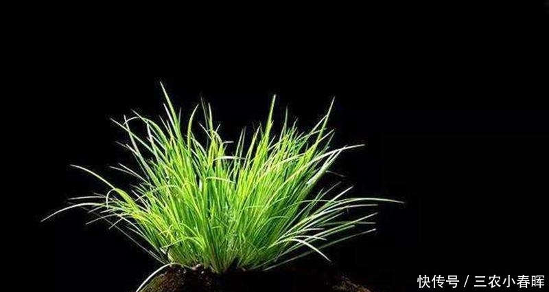 养一盆小众盆景——菖蒲养殖方法(新手必备)