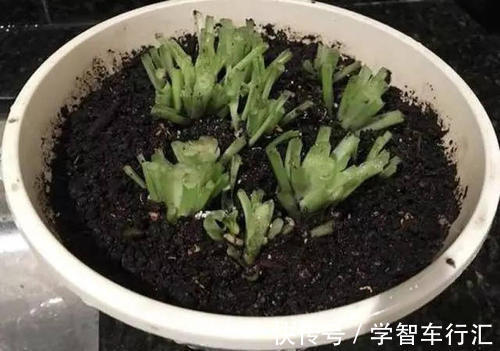 3种花,喜欢“剪秃头”,越剪越茂盛,现在动手刚刚好!