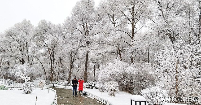 祁连山下忽如一夜“雪”飘来，千树万树“雪”花开