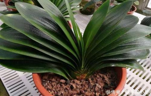 春天给君子兰换盆，选择花盆有讲究，用对了越养越旺