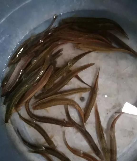 垂钓|一夜钓几百斤翘嘴！泥鳅钓法再引骂战，有人支持有人怒骂