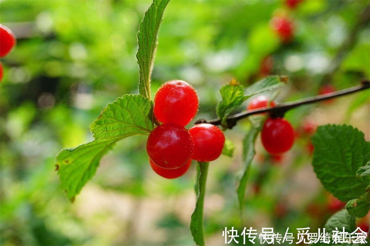 野果|农村山里一种“樱桃”,过去地上捡了随便吃,如今20元一斤吃不起