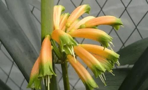 婆婆在家种了10年君子兰,没想根茎比我手臂还粗开花开得好奇怪