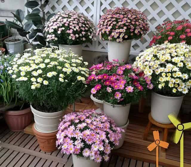 忌讳|用磷酸二氢钾促花,有“3忌”要避免,已被“证实”用错难开花