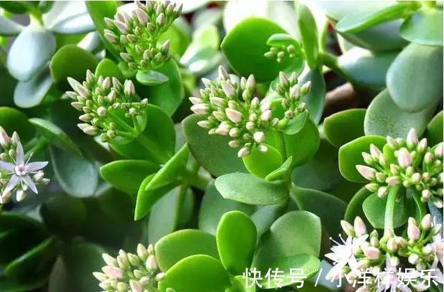 四季|教大家玉树怎么养以及四季的管理方法!