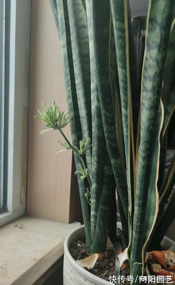 虎皮兰养护大全,按照“套路”来,1个月浇次水,叶子长得似宝剑