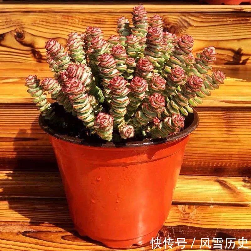 叶片|八种命里带“钱”的植物,家里养一盆,招财又旺运,你家养了几种