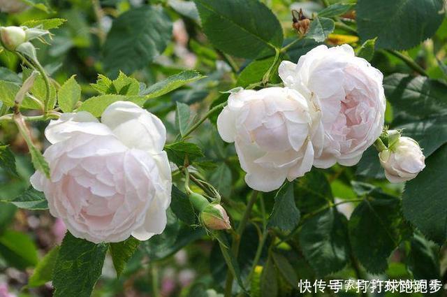 25个拥有中国血统的波旁月季。花朵超大个个丰花,还能爬藤做花墙