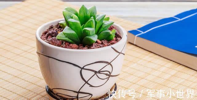 秋丽|养多肉却不会浇水，不用急，用好“四季浇水表”，不徒长不黑腐