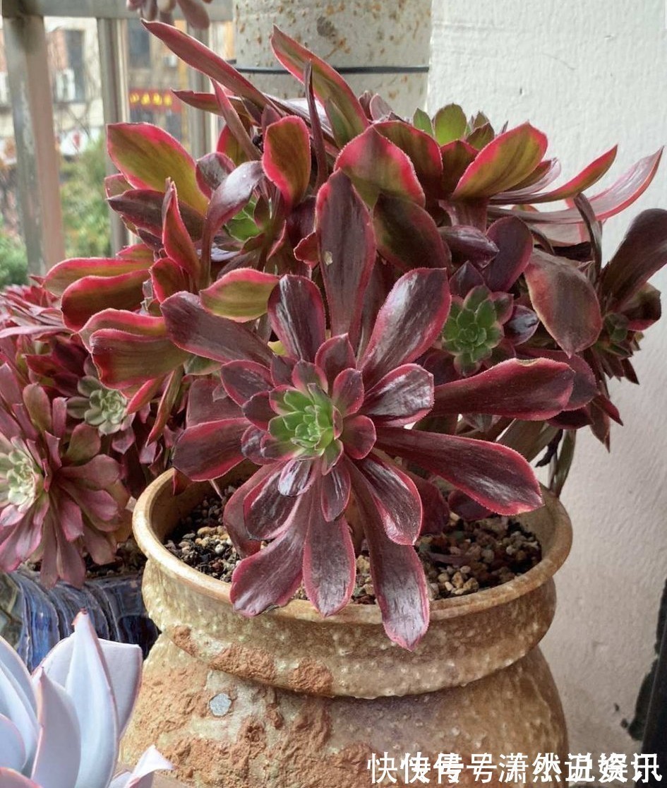 虎皮兰|春天,这八种花剪个枝插土里就活,养养就开花,错过就要等明年了