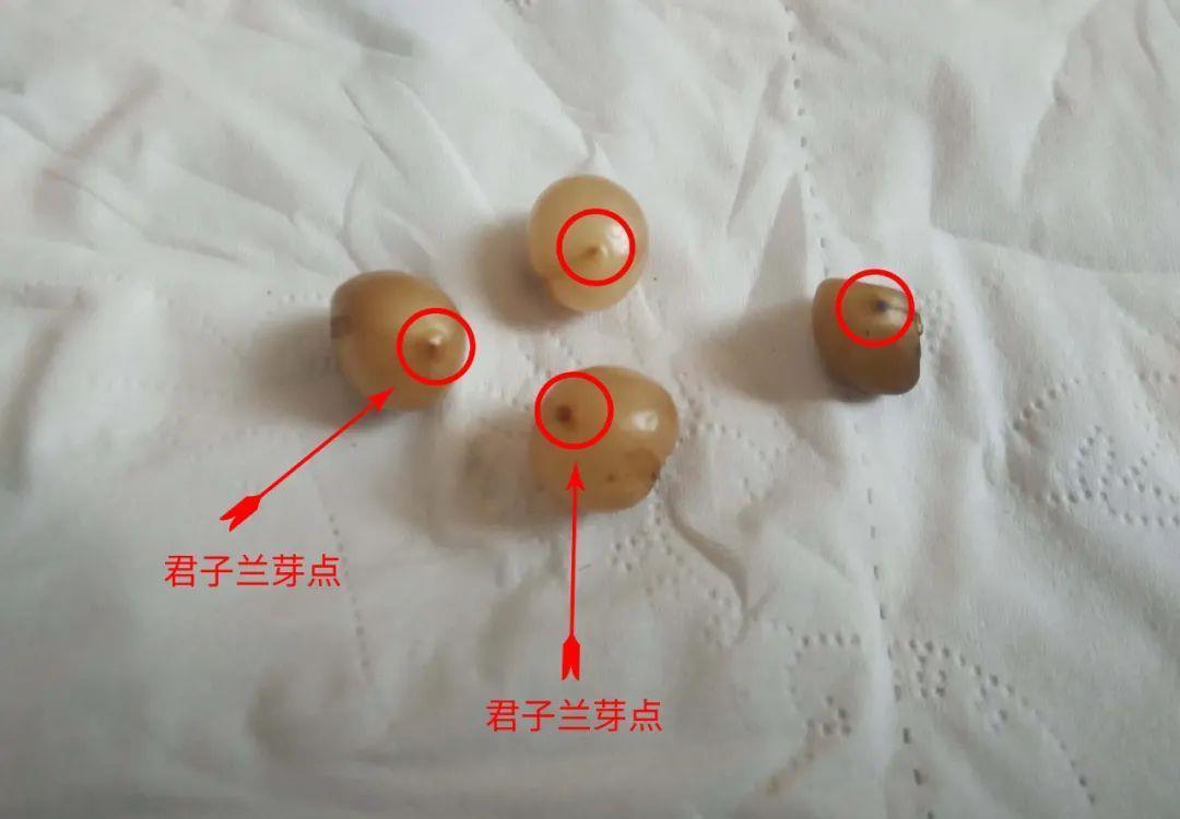 木屑|君子兰种子催芽很容易,只需简单操作几步,很快收获一盆苗儿