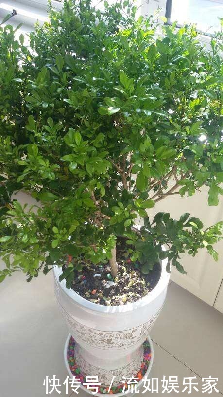 叶子|米兰掉叶不要急,用对方法就能枝繁叶茂