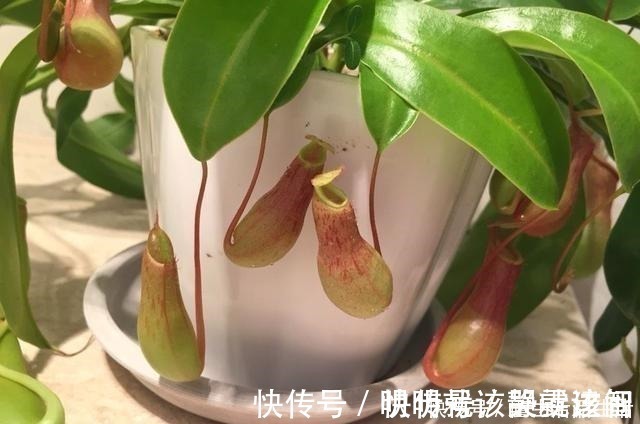 家里卫生间,就养6种花,吸潮气除异味,厕所变成“绿植园”!