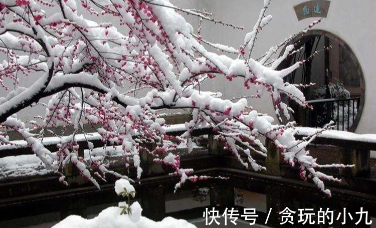 明代&梅开时节,梅花得意占群芳,邂逅古诗里的梅花韵致不输现场观光