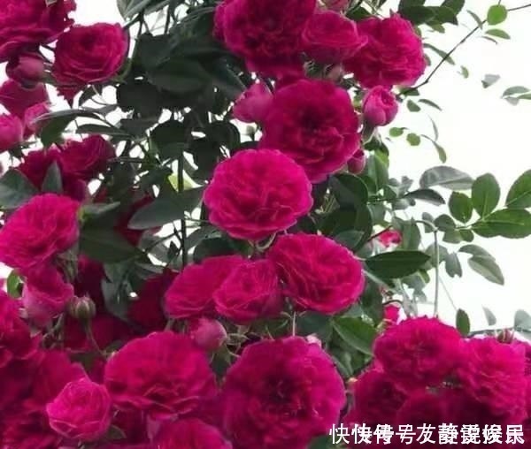 桂花香|花卉中最香的花,浇水就疯长,比牡丹艳、比桂花香,花开三季
