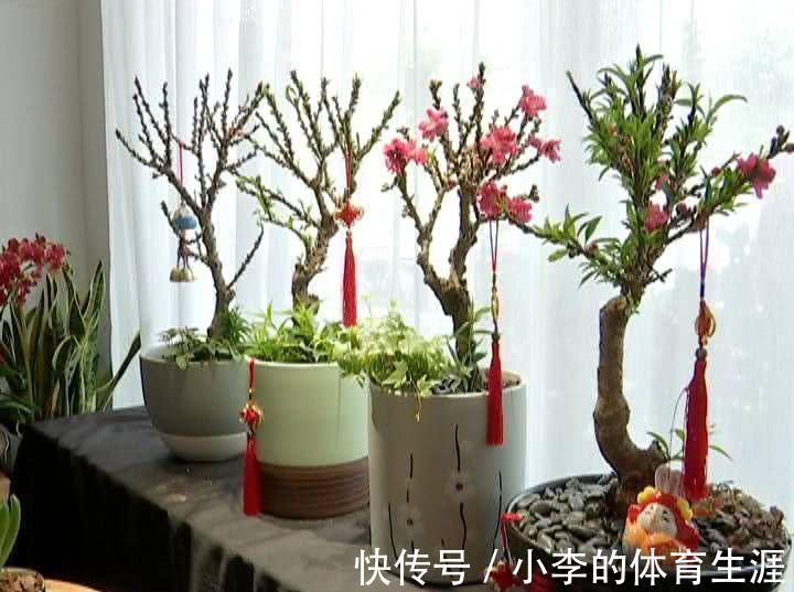 龙骨|9种花好养又吉祥,却是“穷苦命”,小盆少水多晒晒,反而长得旺