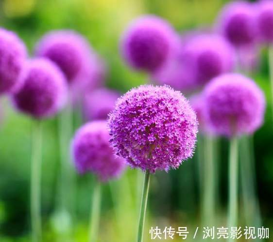 大花葱|此花花型犹如一个巨大的球,是聪明可爱的花,有的甚至比人头大