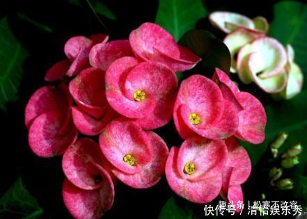 档次|聪明人都养几种花，养在客厅上档次，还杀菌又消毒，特别好！