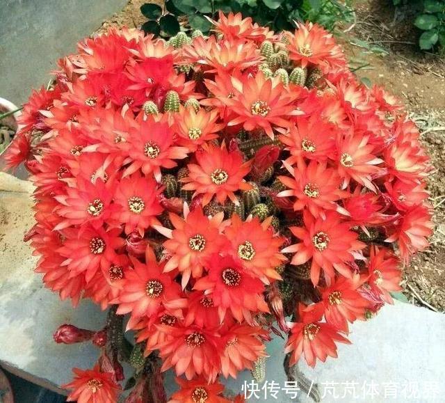 养2种仙人球,开花量比“蟹爪兰”还大,关键耐旱、好养