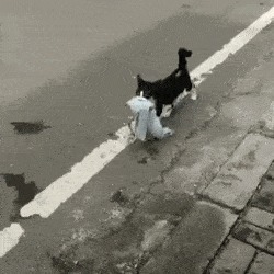 |自由让狗狗面目全非?柴犬别名日本哈士奇!搞笑它是认真的?