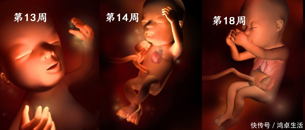 子宫|胎儿在子宫的成长过程!看着宝宝一点点长大,心里满是爱