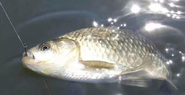 鲫鲤|钓鱼就用3元的花露水做饵料!省钱又高效 别不信用29年从不空军