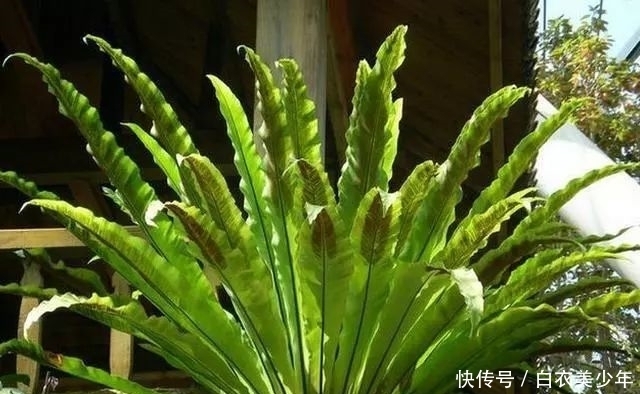 比,花,还,好,看的观叶植物,你知,道几种?