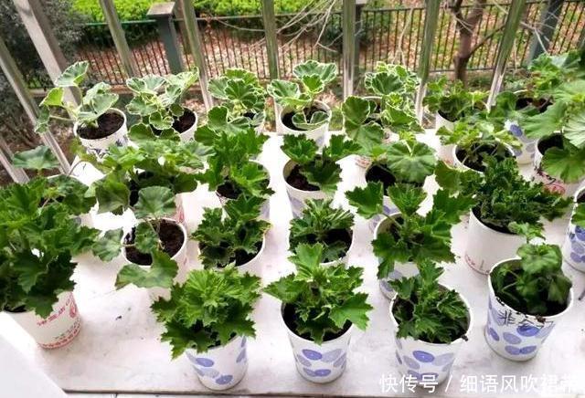 大户|阳台养此3种花太合适,不但漂亮,繁殖还容易,一年就成养花大户