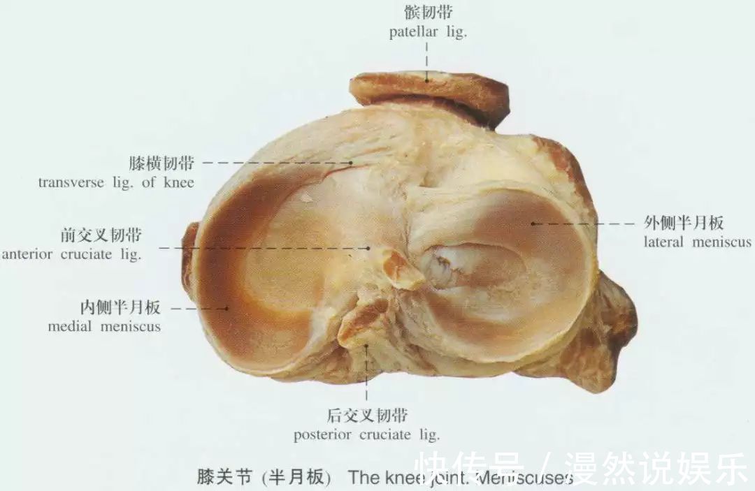 事儿|运动后,你的半月板还好么关于半月板的这点儿事儿!