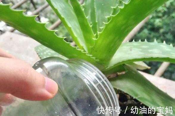 还在用淘米水浇花,兑上3种料,养花效果太棒了,你了解嘛