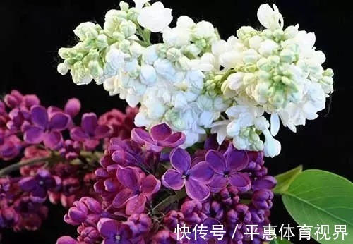 此花是忧愁也是思念，有着最为高贵的色彩，是跨越空间的思念